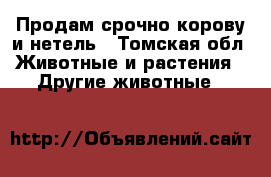 Продам срочно корову и нетель - Томская обл. Животные и растения » Другие животные   